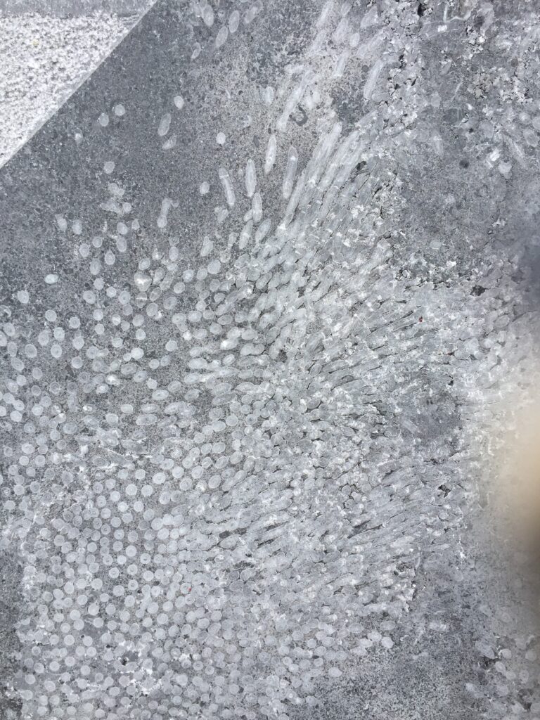 Where are these fossils to be found?
